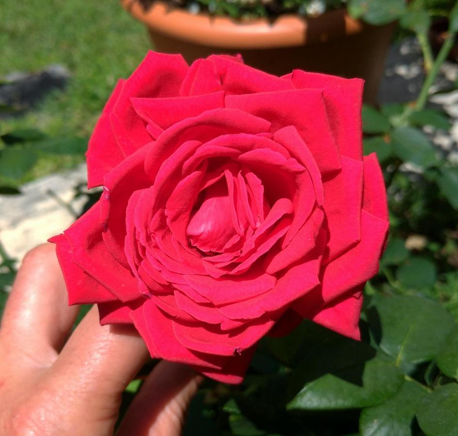 Gemma Di Gallura Charme B&B Olbia Exteriör bild